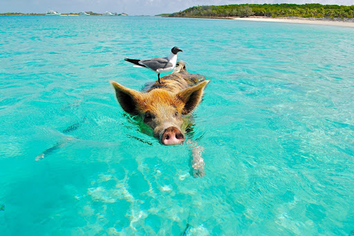 15 days sailing itinerary in the Bahamas