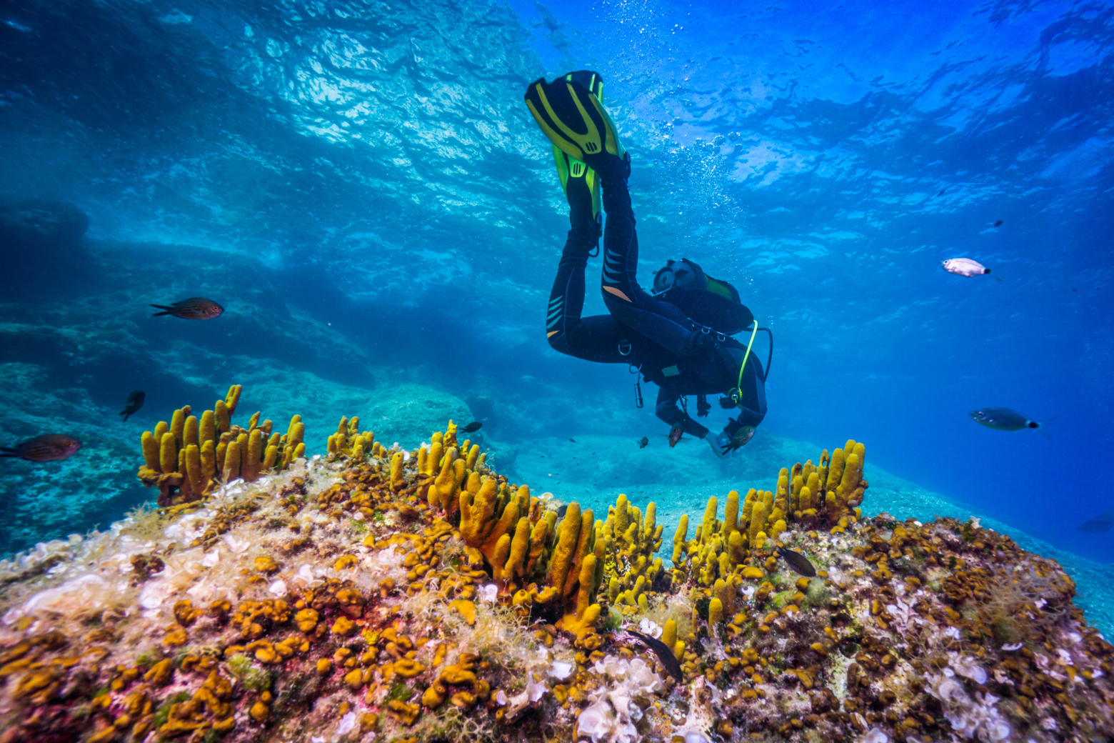 Scuba diving charters & boat trips in Mallorca