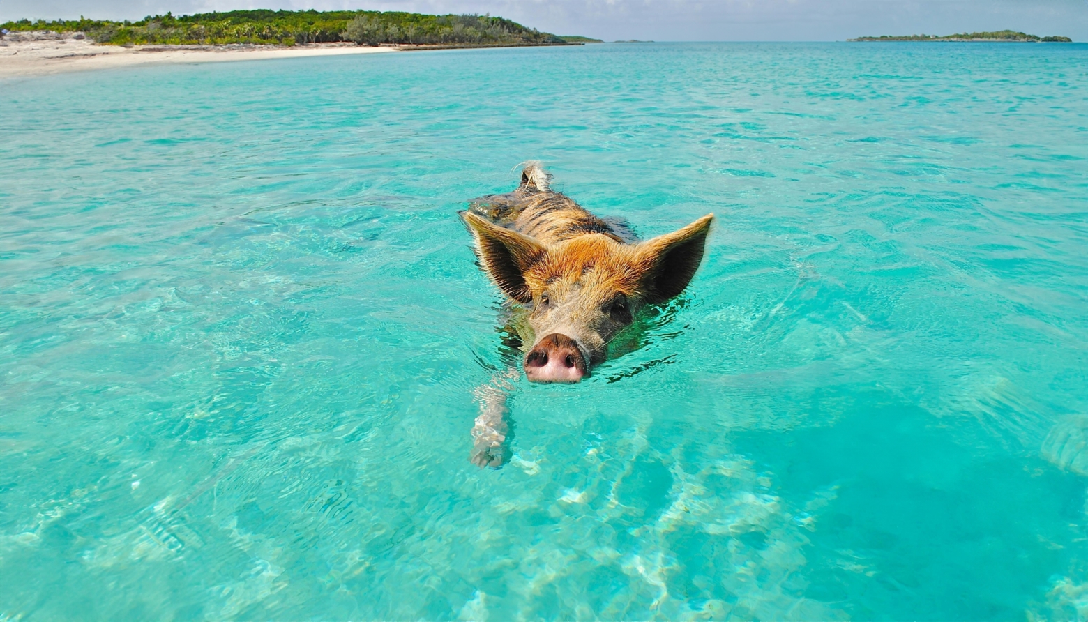 Boat trips and local excursions in the Bahamas