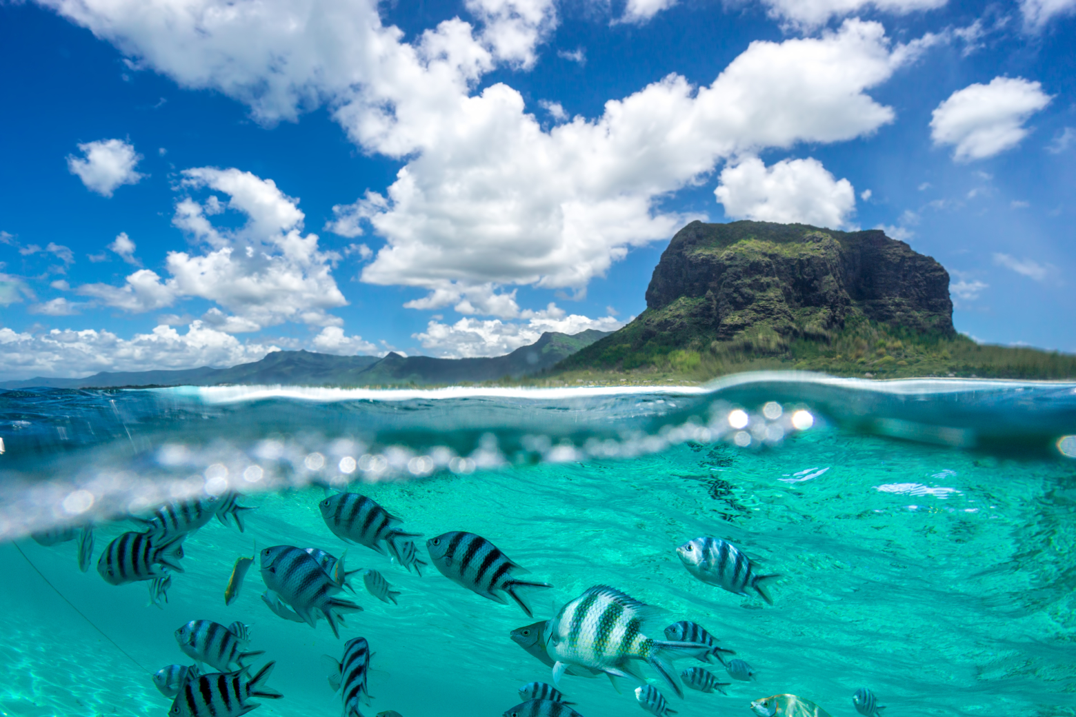 Book a guided fishing trip in the Bahamas