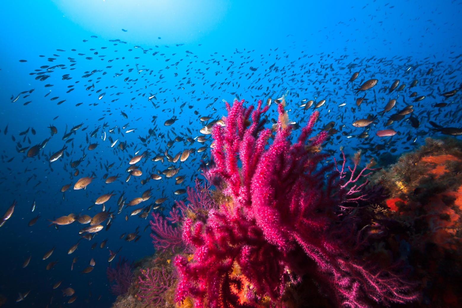 Scuba Diving Charters & Boat Trips in Sardinia