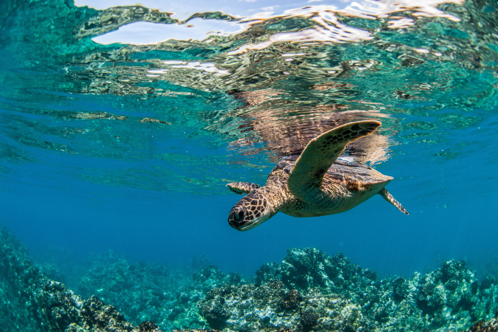 Sea turtle swimming near a coral reef