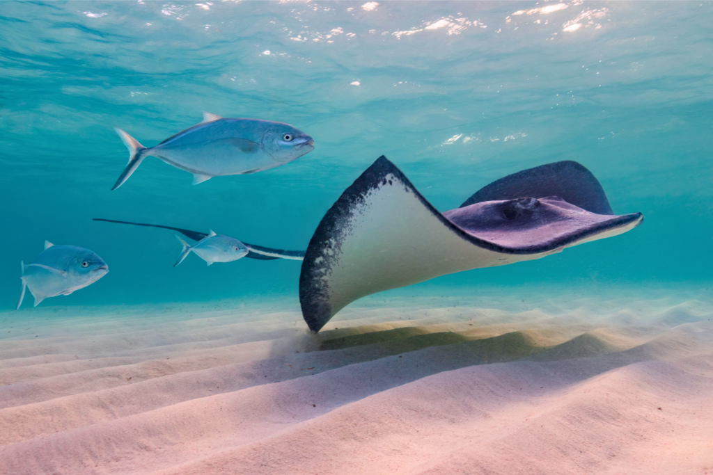 Stingray swimming over the sandy seabed