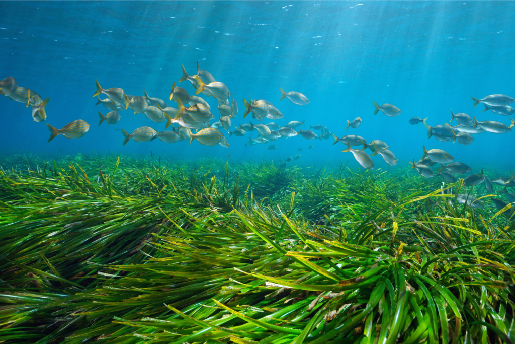 Seagrass meadow with a school of fish